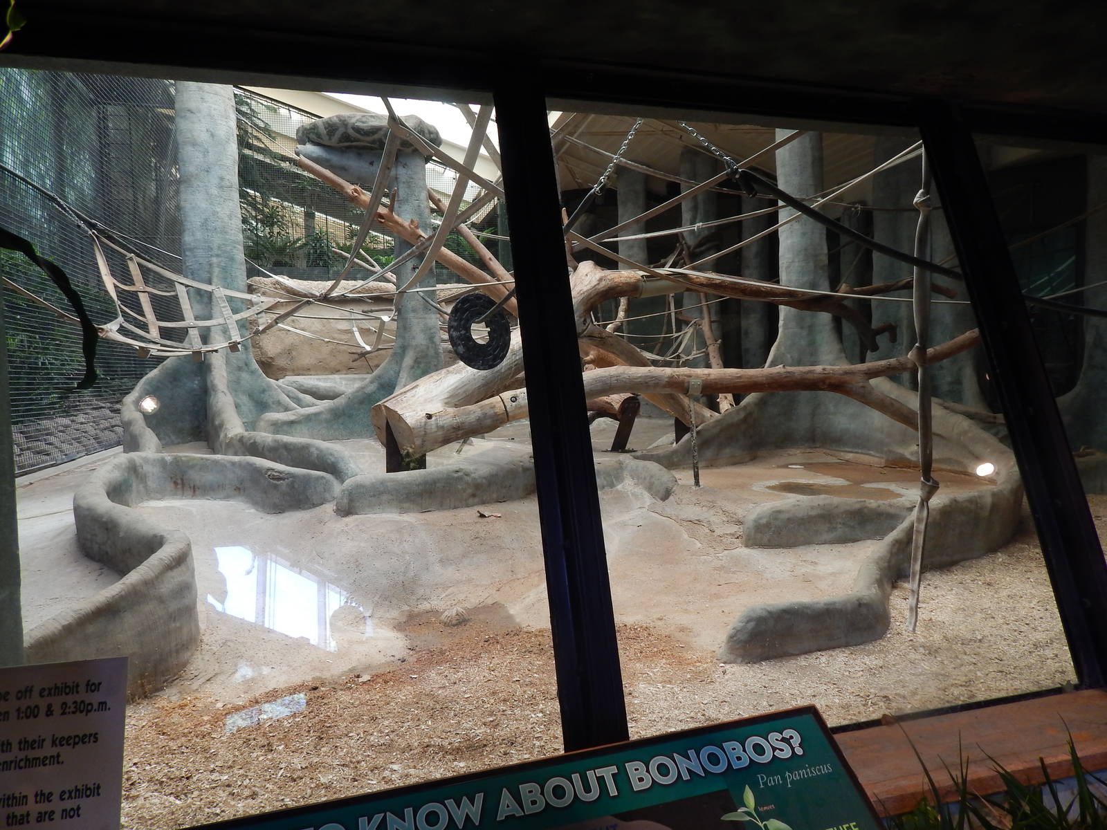 Jun. 2014 - Apes of Africa and Primates of the World - Indoor Bonobo Exhibi