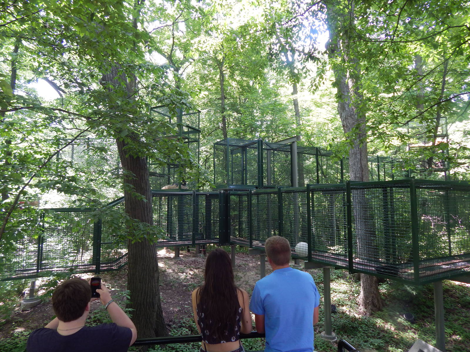 Jun. 2014 - Apes of Africa and Primates of the World - Outdoor Bonobo Area