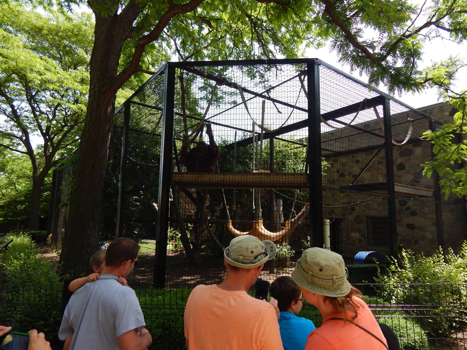 Jun. 2014 - Apes of Africa and Primates of the World - Outdoor Orangutan Ex