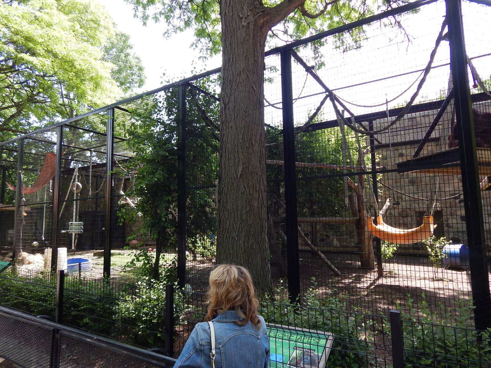 Jun. 2014 - Apes of Africa and Primates of the World - Outdoor Orangutan Ex