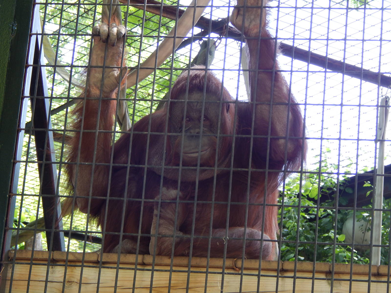 Jun. 2014 - Apes of Africa and Primates of the World - Tammy