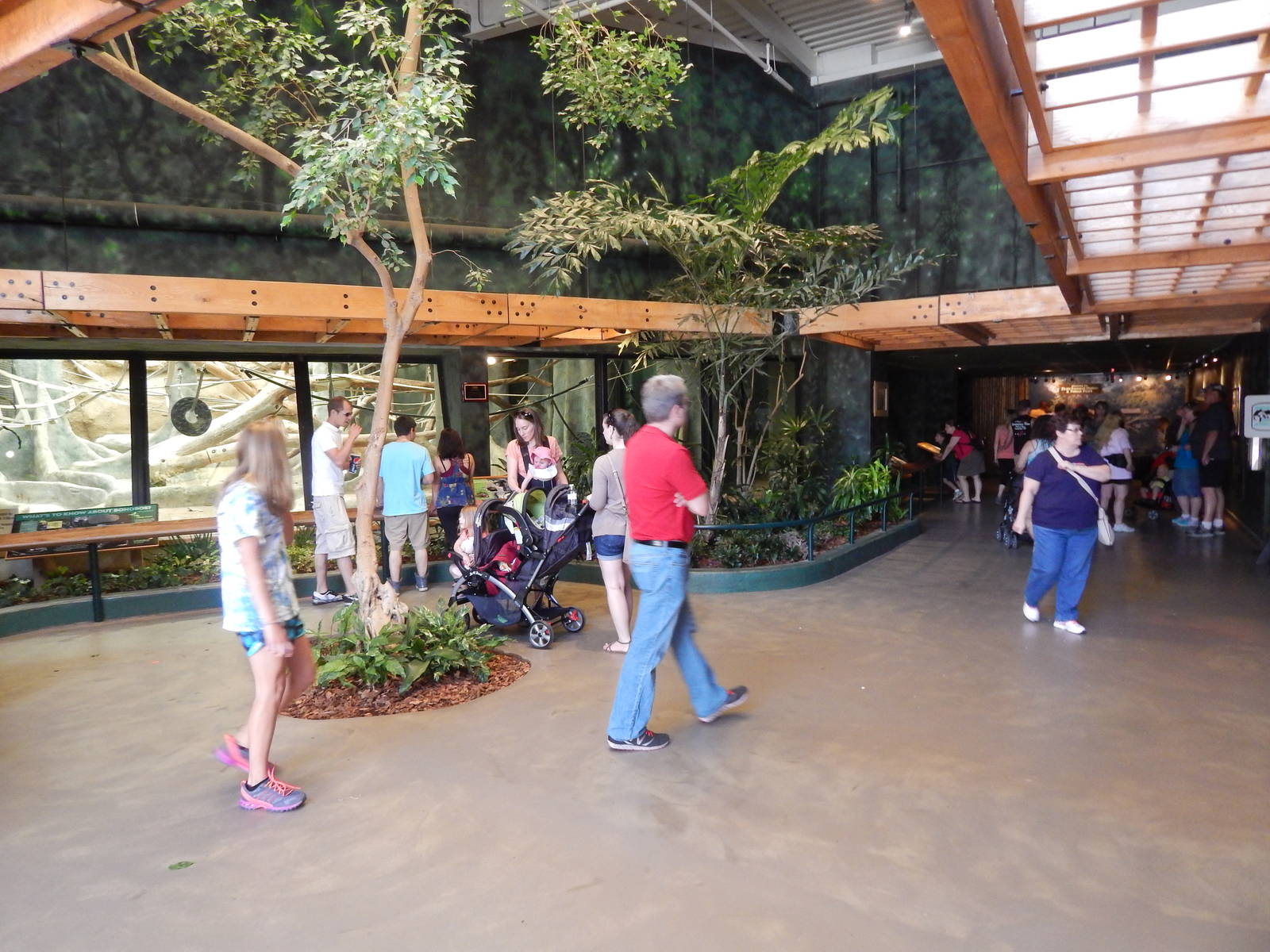 Jun. 2014 - Apes of Africa and Primates of the World