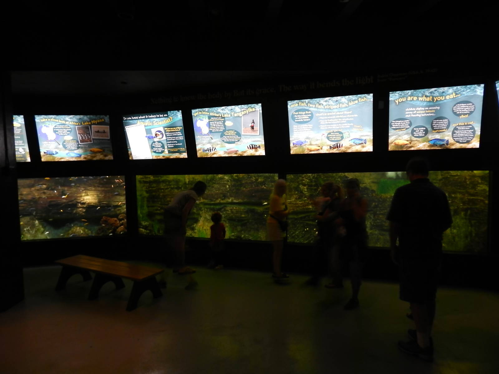 Jun. 2014 - Aquatic and Reptile Center - African Cichlid Tank (8 Species)