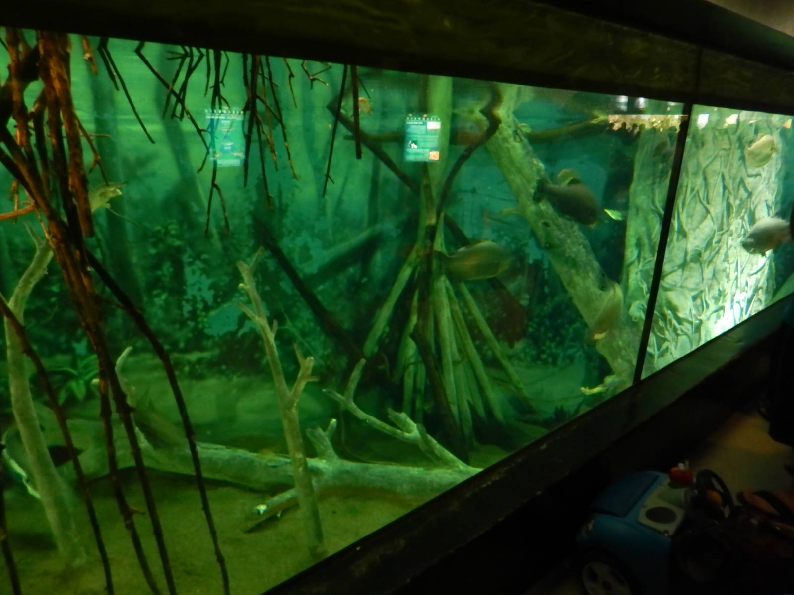 Jun. 2014 - Aquatic and Reptile Center - Amazon Exhibit (7 Species)