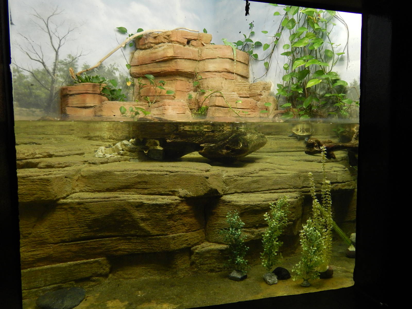 Jun. 2014 - Aquatic and Reptile Center - Black-knobbed Map Turtle + Eastern