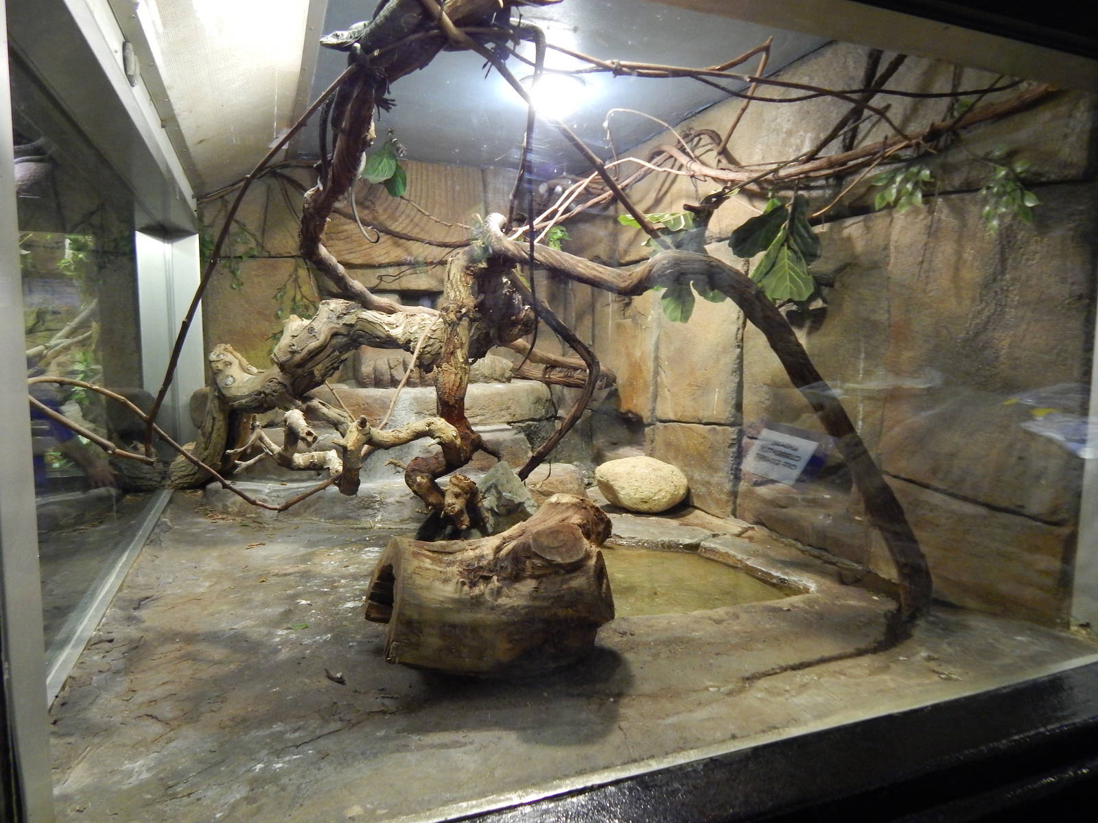 Jun. 2014 - Aquatic and Reptile Center - Black Tree Monitor Exhibit