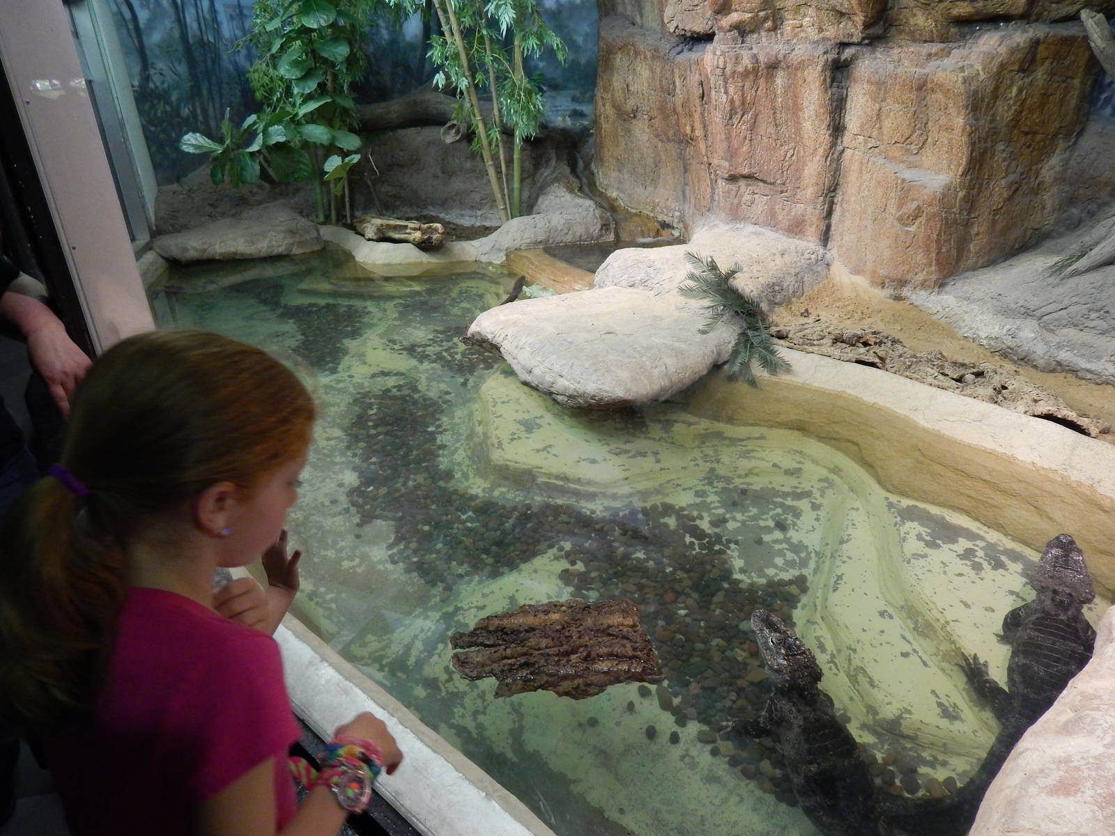 Jun. 2014 - Aquatic and Reptile Center - Chinese Alligator + Red-eared Slid
