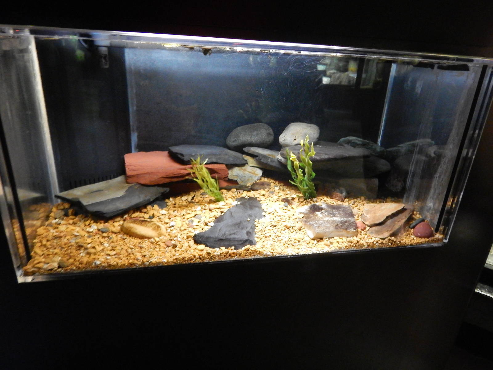 Jun. 2014 - Aquatic and Reptile Center - Eastern Hellbender Exhibit