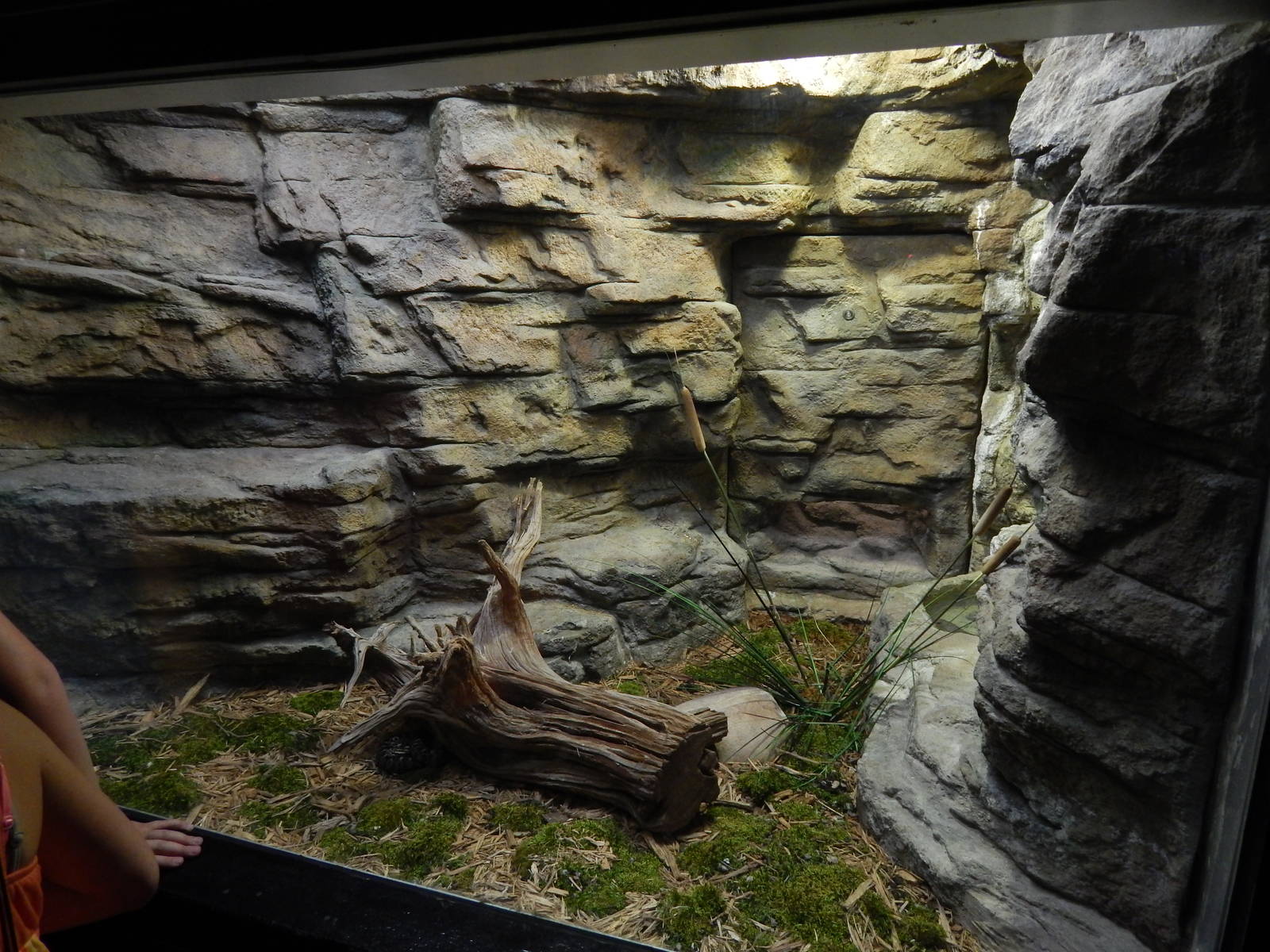 Jun. 2014 - Aquatic and Reptile Center - Eastern Massasauga Exhibit