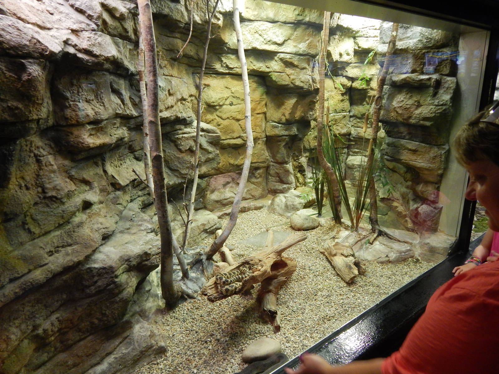Jun. 2014 - Aquatic and Reptile Center - Eastern Ribbon Snake + Plains Gart