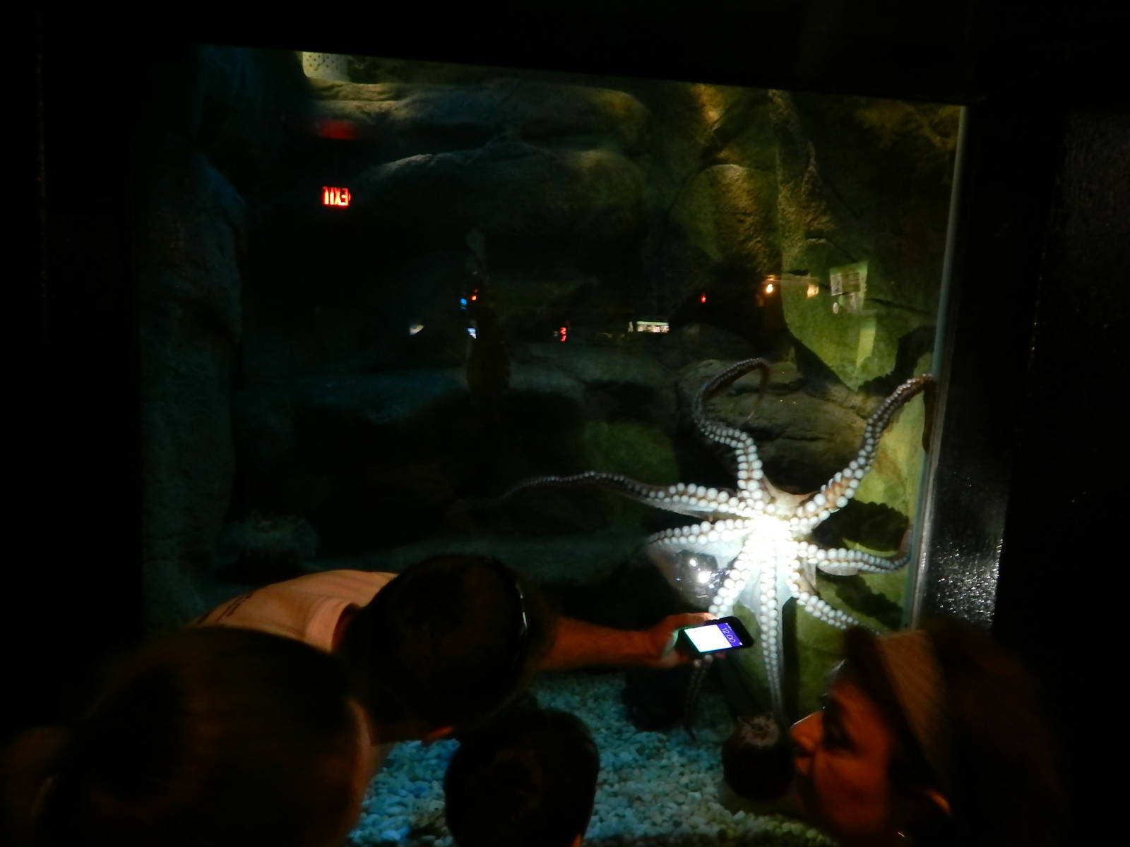 Jun. 2014 - Aquatic and Reptile Center - Giant Pacific Octopus Exhibit