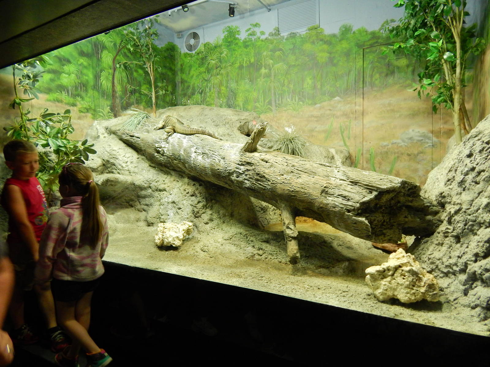 Jun. 2014 - Aquatic and Reptile Center - Grand Cayman Blue Iguana Exhibit
