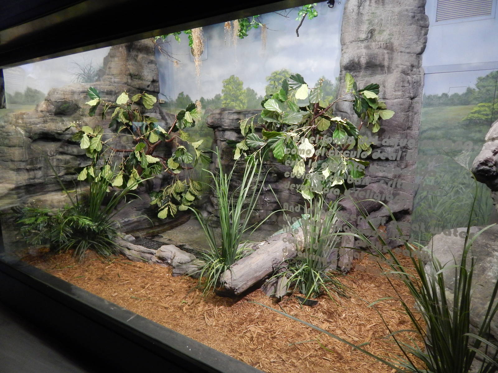 Jun. 2014 - Aquatic and Reptile Center - Green Anaconda + Plumed Basilisk E