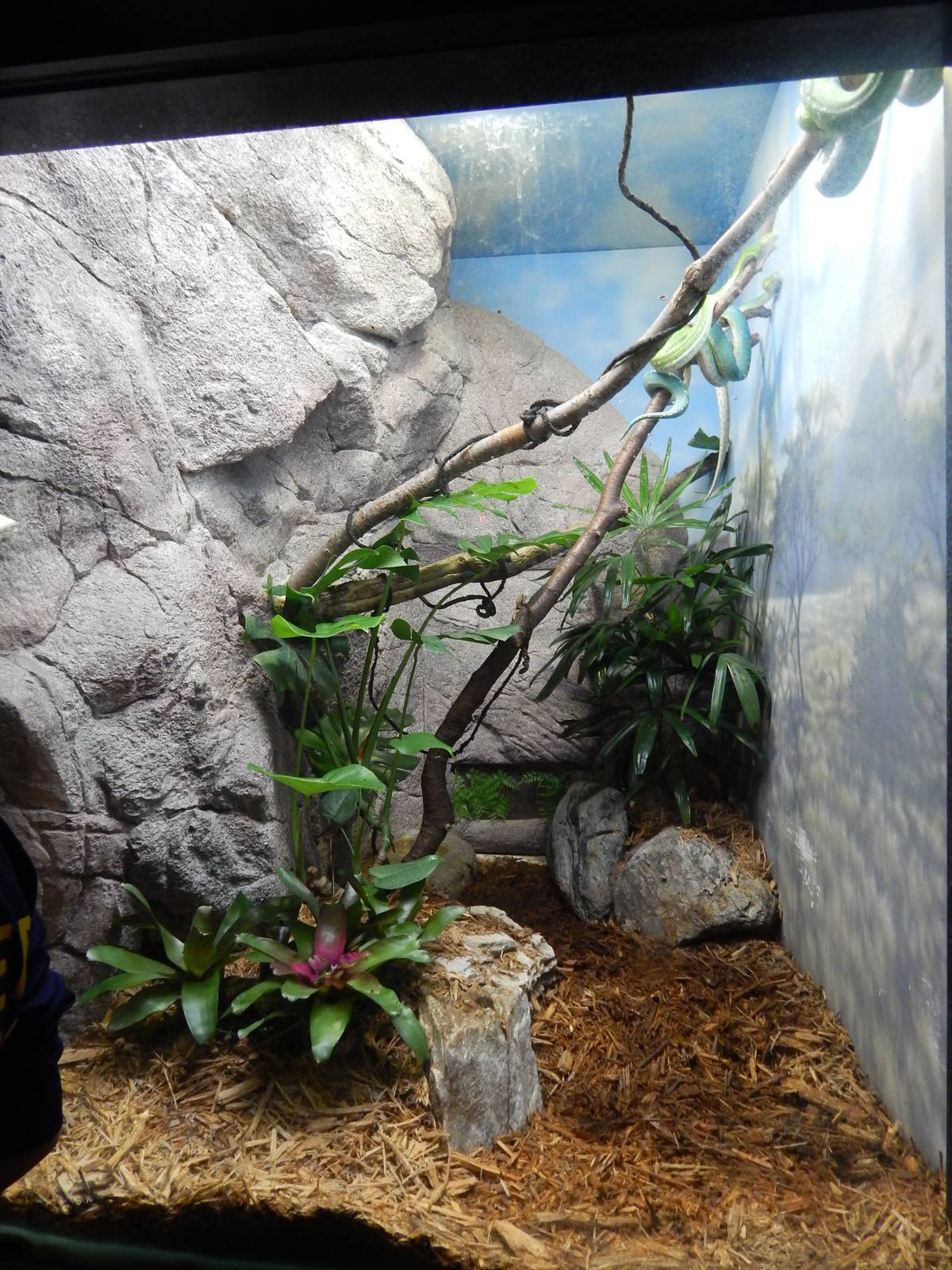 Jun. 2014 - Aquatic and Reptile Center - Green Tree Python Exhibit