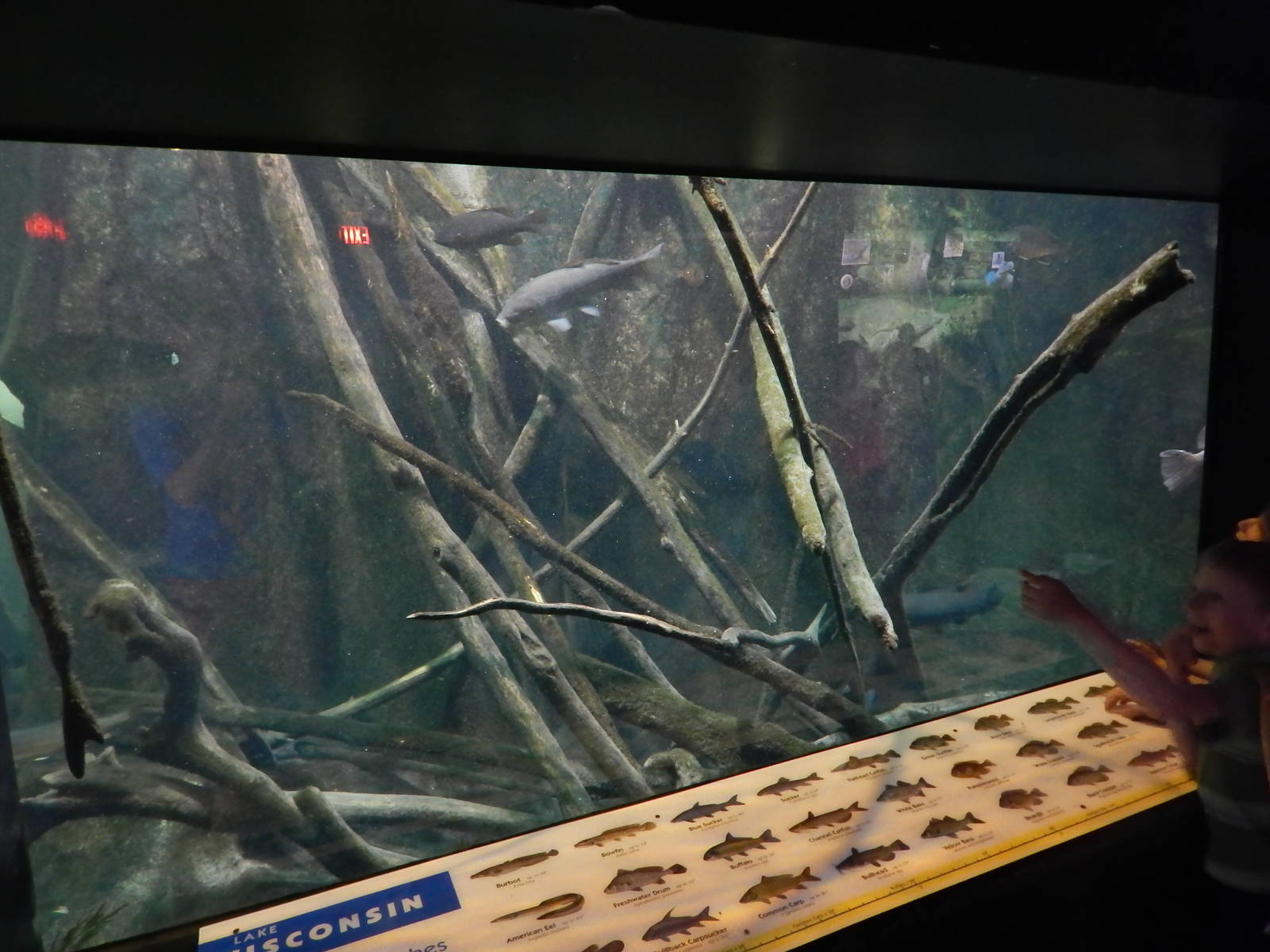 Jun. 2014 - Aquatic and Reptile Center - Lake Wisconsin Exhibit (32 Species