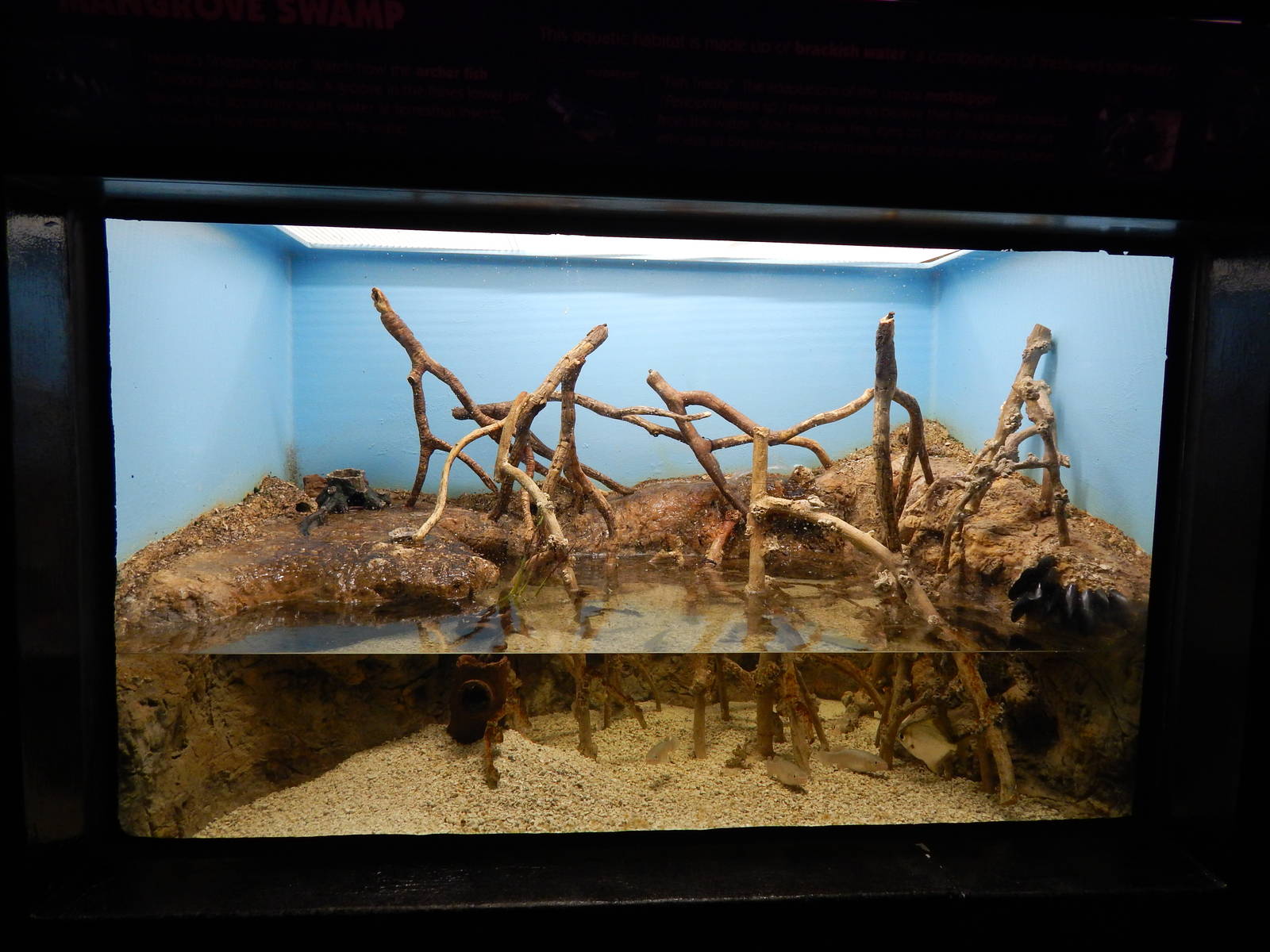 Jun. 2014 - Aquatic and Reptile Center - Mangrove Swamp Exhibit (4 Species)