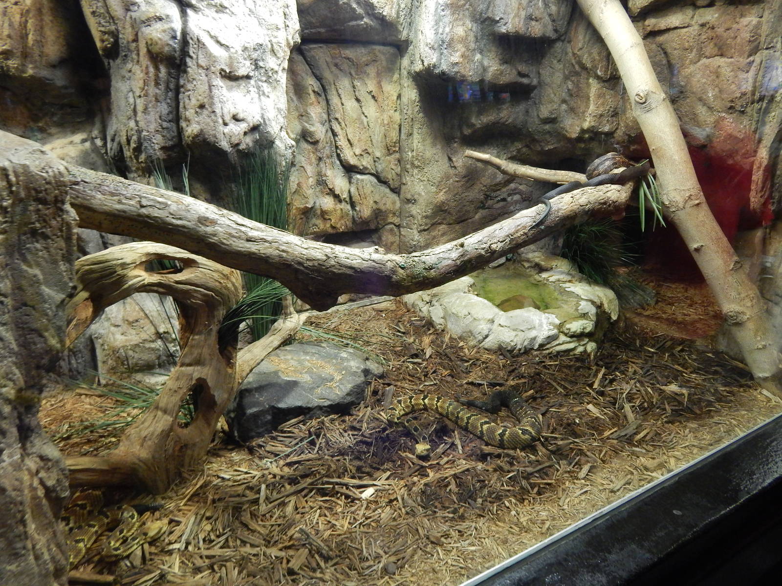 Jun. 2014 - Aquatic and Reptile Center - Midland Rat Snake + Bullsnake + Ti