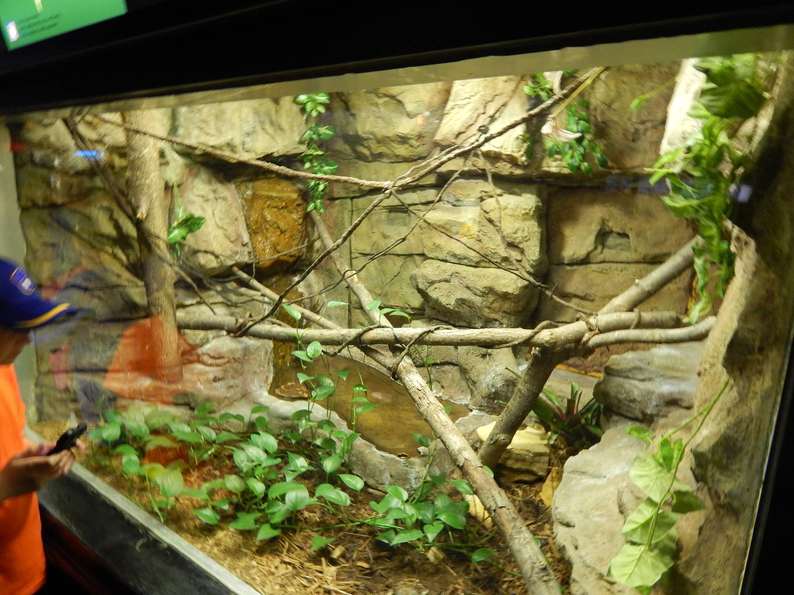 Jun. 2014 - Aquatic and Reptile Center - Ornate Flying Snake Exhibit
