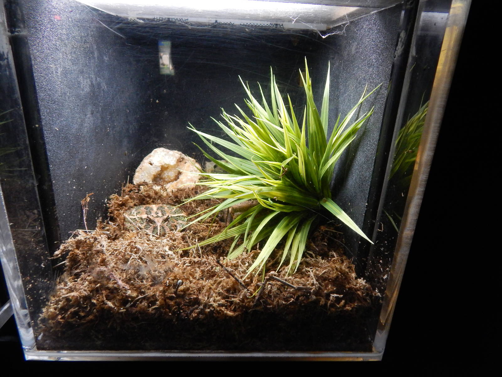 Jun. 2014 - Aquatic and Reptile Center - Ornate Horned Frog Exhibit