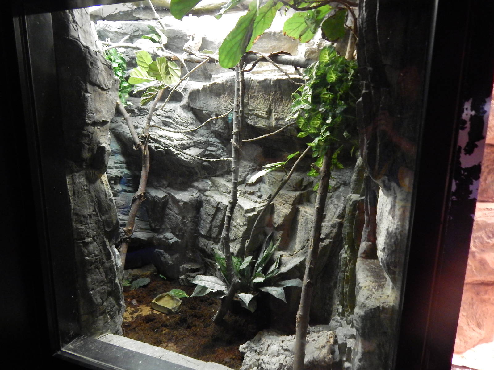Jun. 2014 - Aquatic and Reptile Center - Oustalet's Chameleon + Tomato Frog