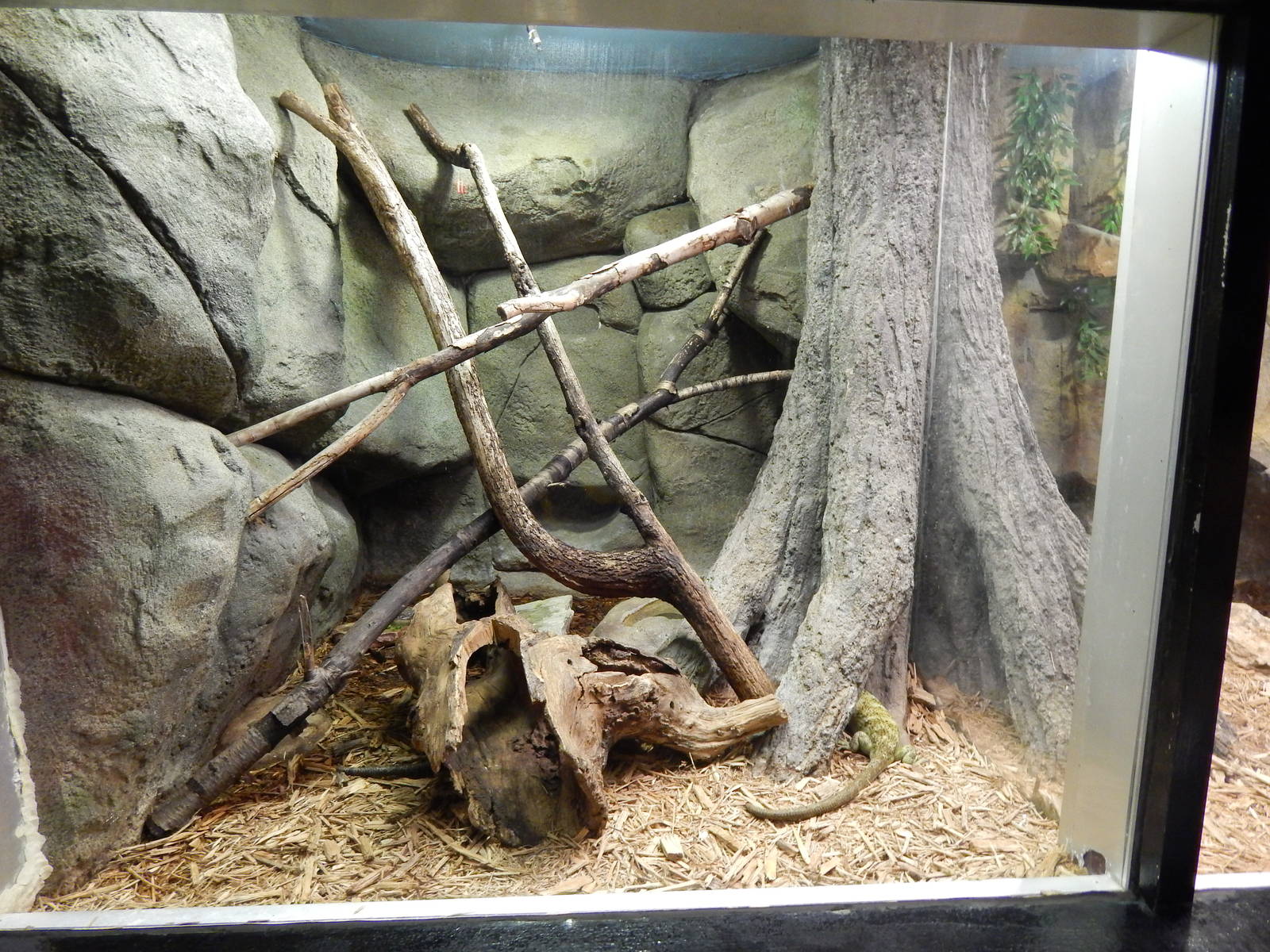 Jun. 2014 - Aquatic and Reptile Center - Prehensile-tailed Skink Exhibit