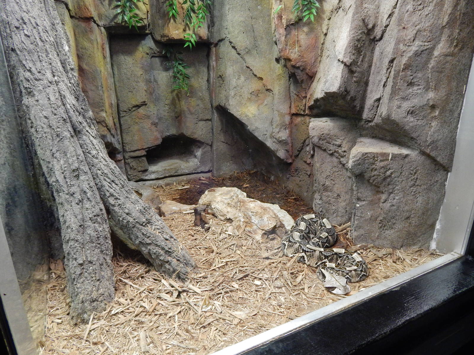 Jun. 2014 - Aquatic and Reptile Center - Red-spotting Cobra + Rhinoceors Vi