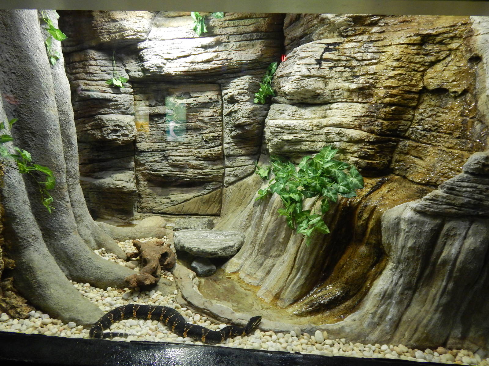 Jun. 2014 - Aquatic and Reptile Center - Taylors Cantil Exhibit