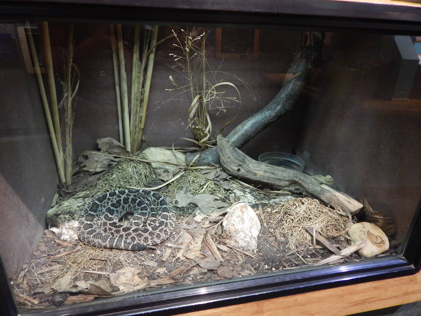 Jun. 2014 - Deeserts - Western Massasauga Rattlesnake Exhibit