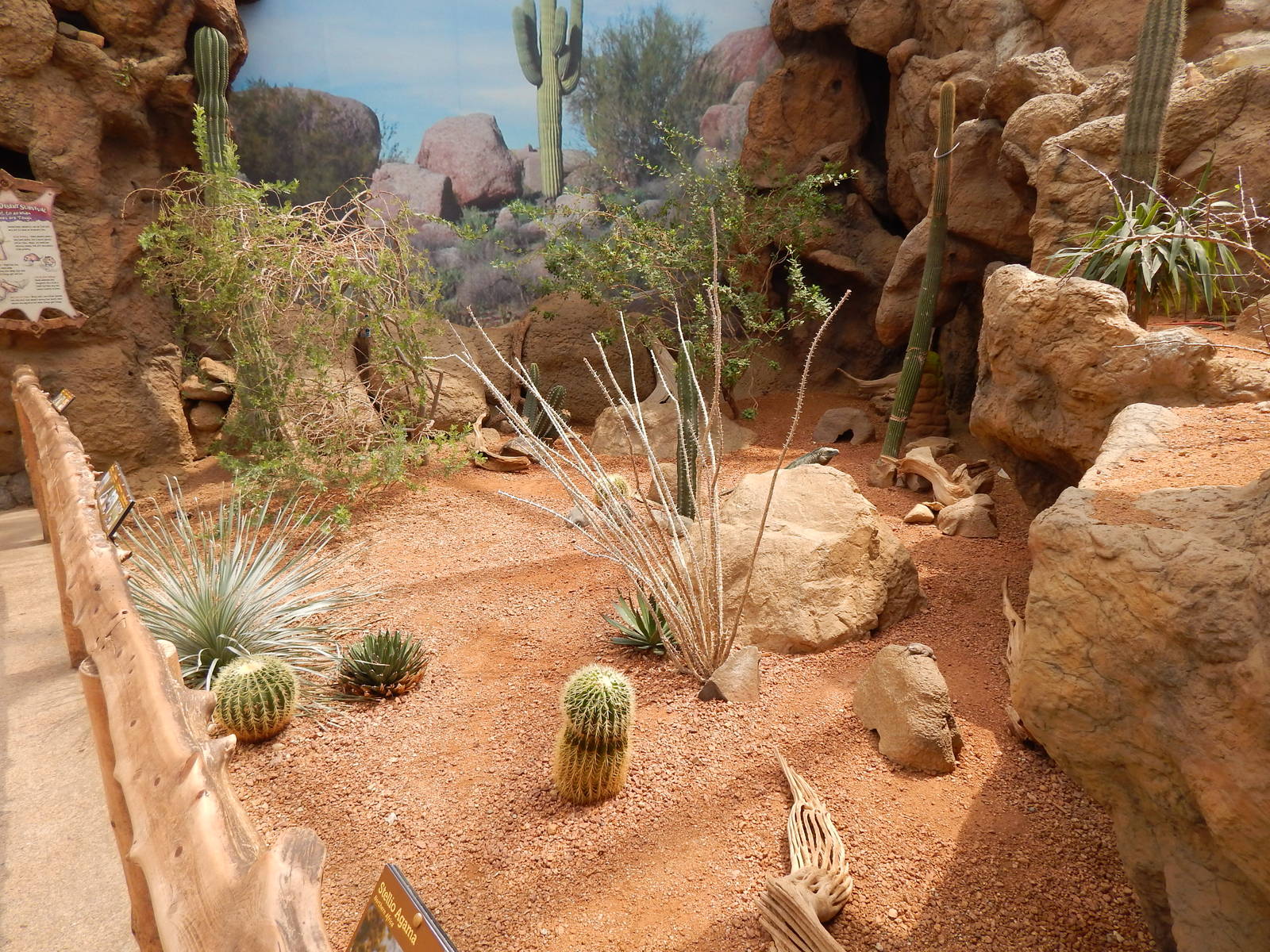 Jun. 2014 - Deserts - (4 Species - 3 Free Flying)