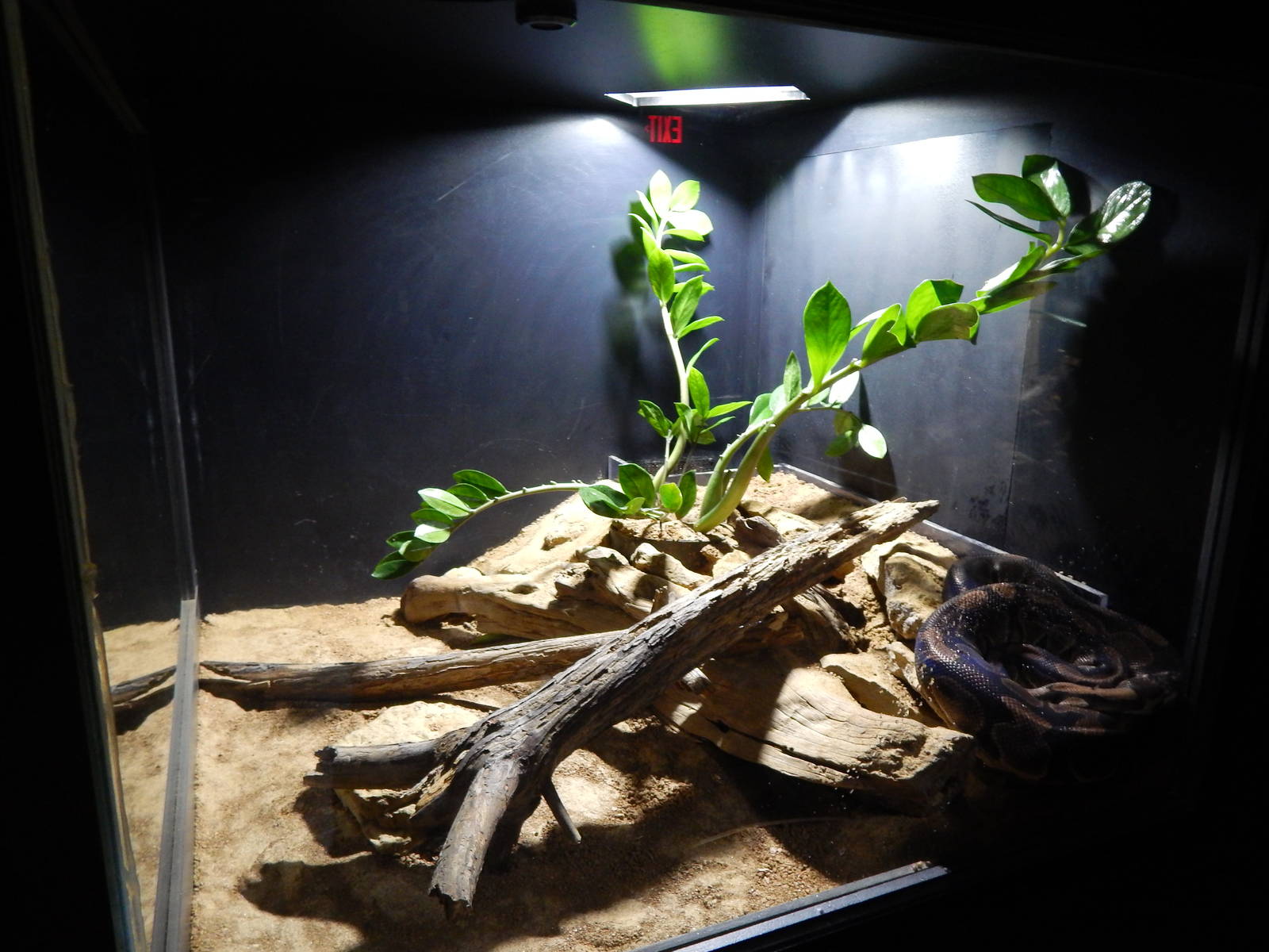 Jun. 2014 - Deserts - Ball Python Exhibit