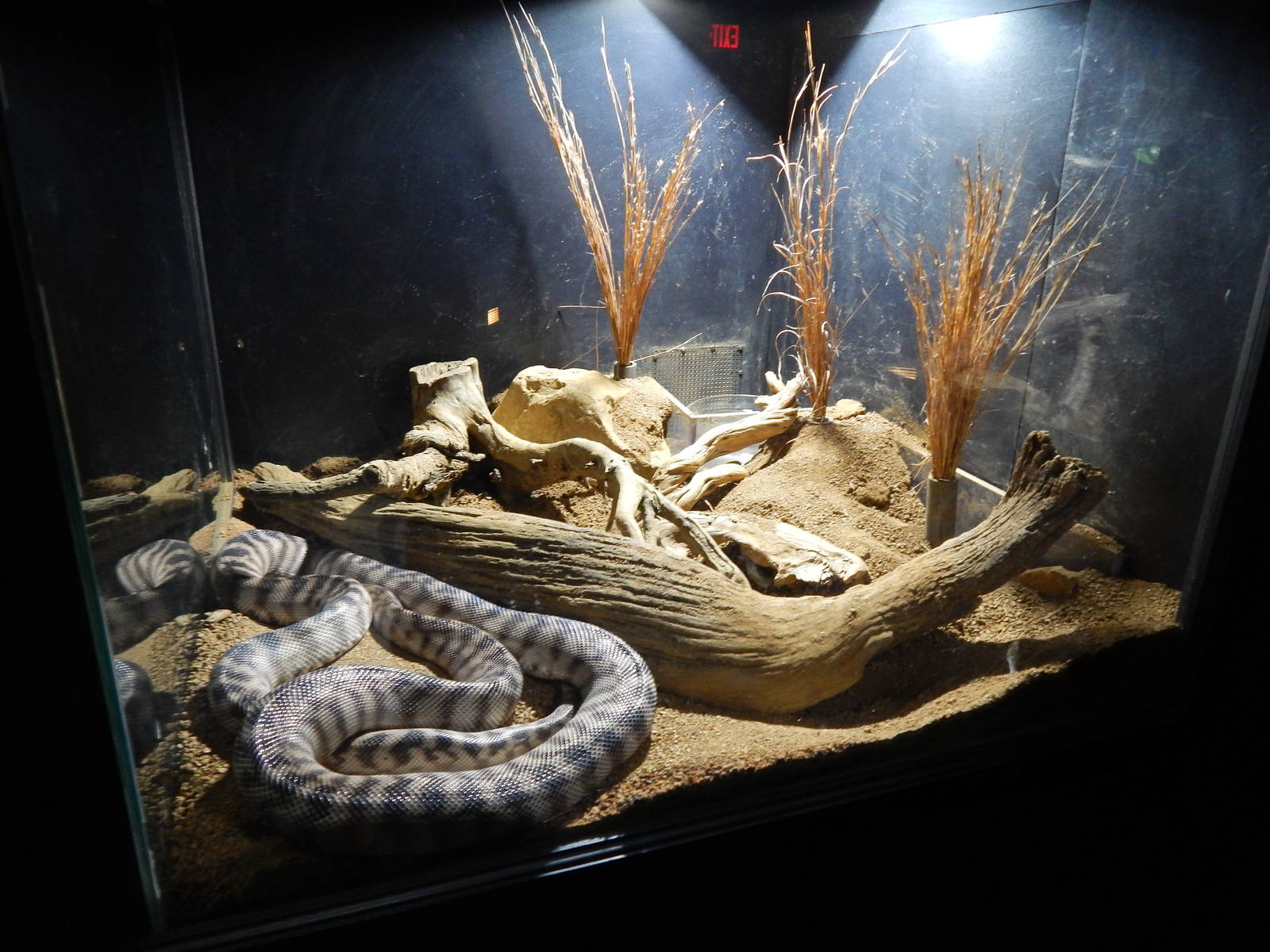 Jun. 2014 - Deserts - Black-headed Python Exhibit