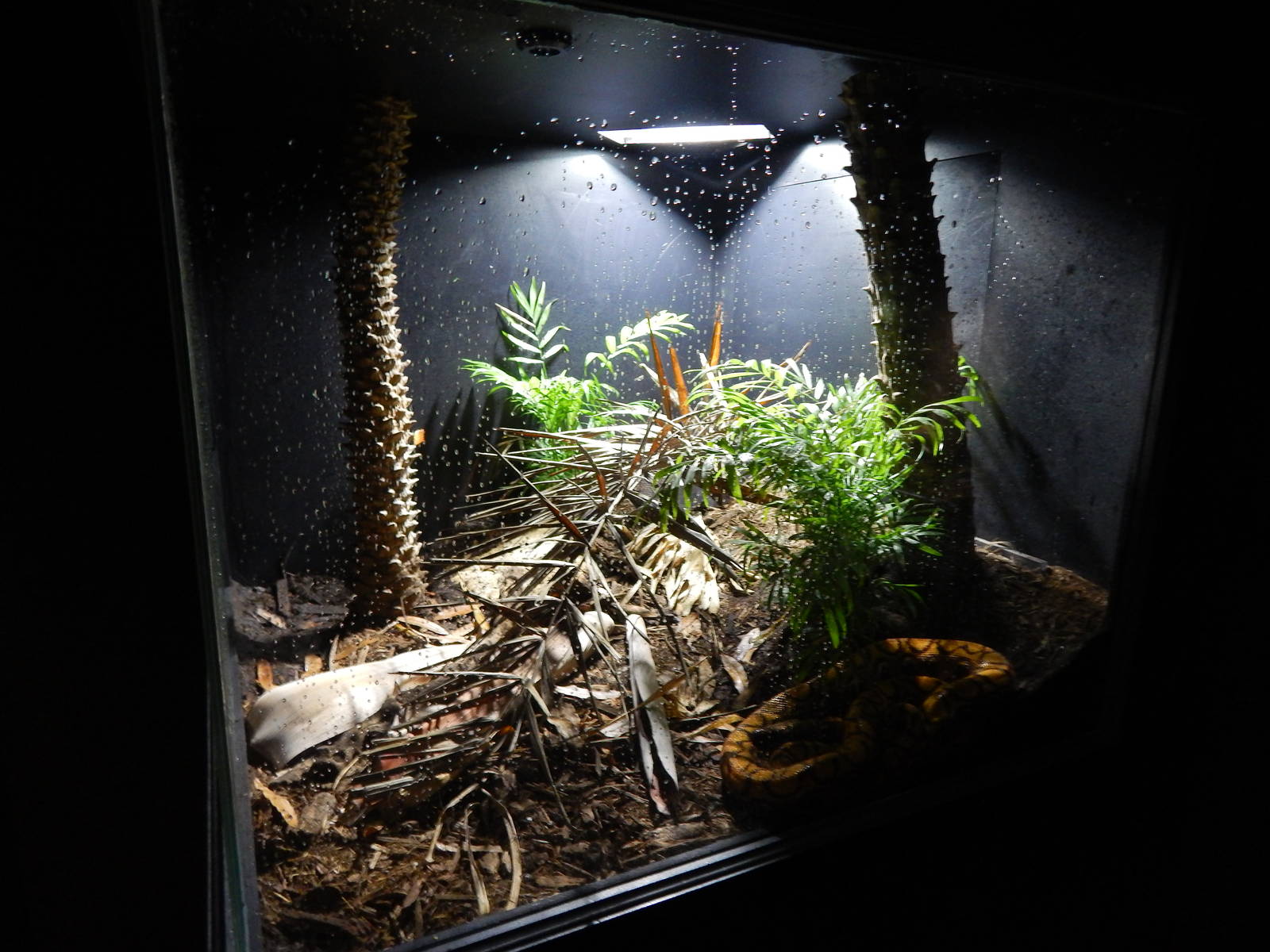 Jun. 2014 - Deserts - Brazilian Rainbow Boa Exhibit