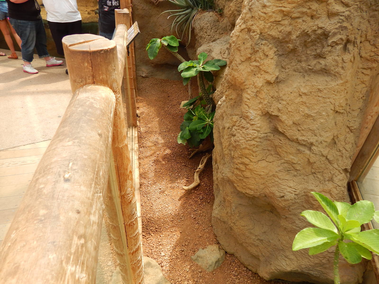 Jun. 2014 - Deserts - Desert Tortoise + Great Plated Lizard Exhibit