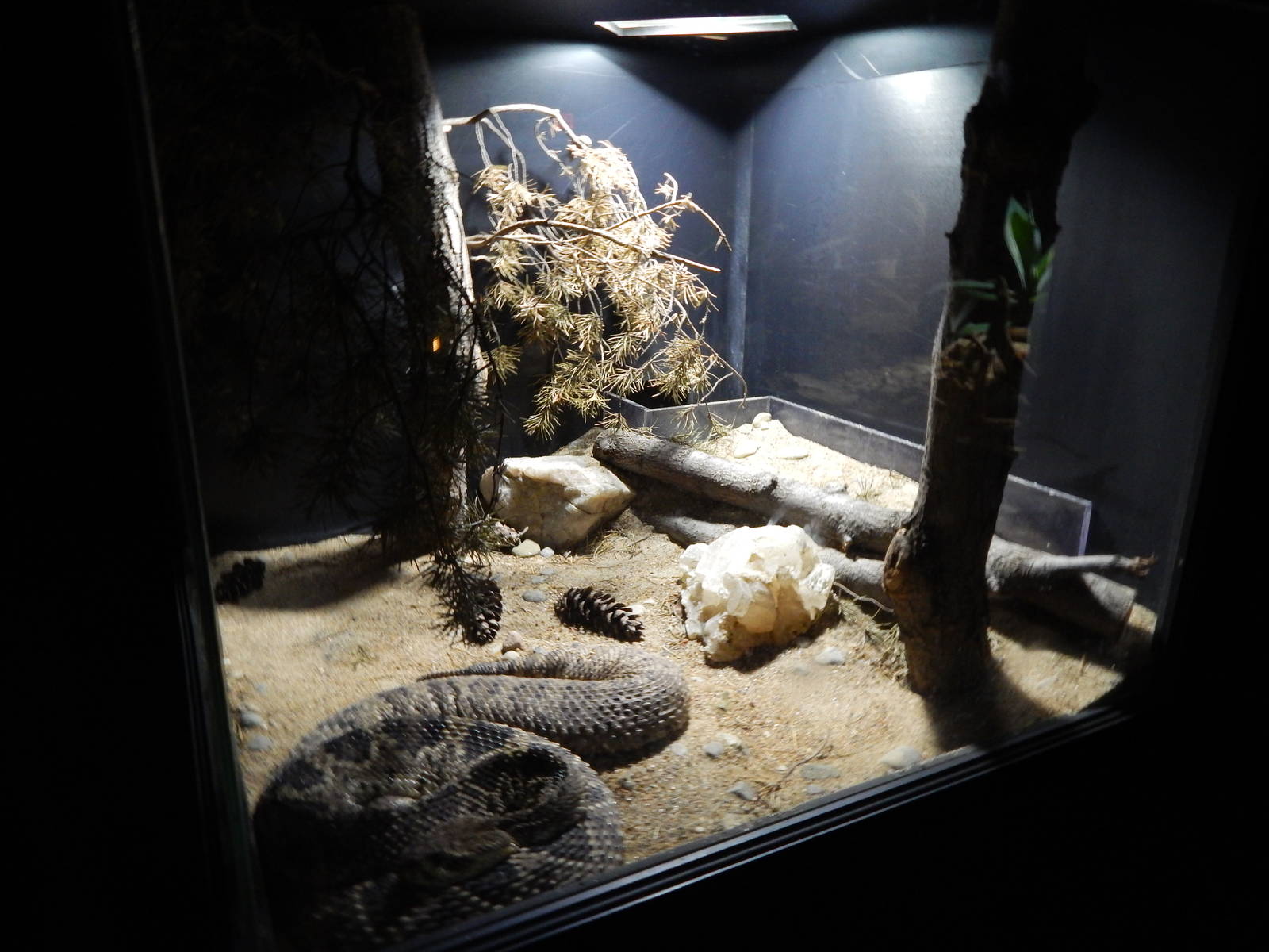 Jun. 2014 - Deserts - Eastern Diamondback Rattlesnake Exhibit