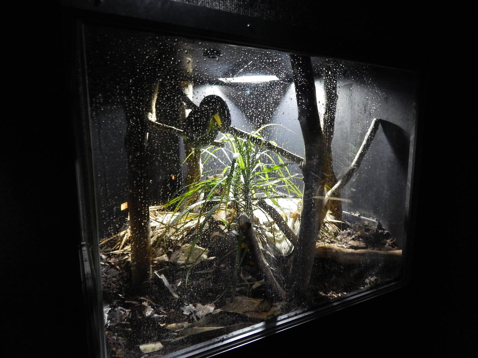 Jun. 2014 - Deserts - Emerald Tree Boa Exhibit