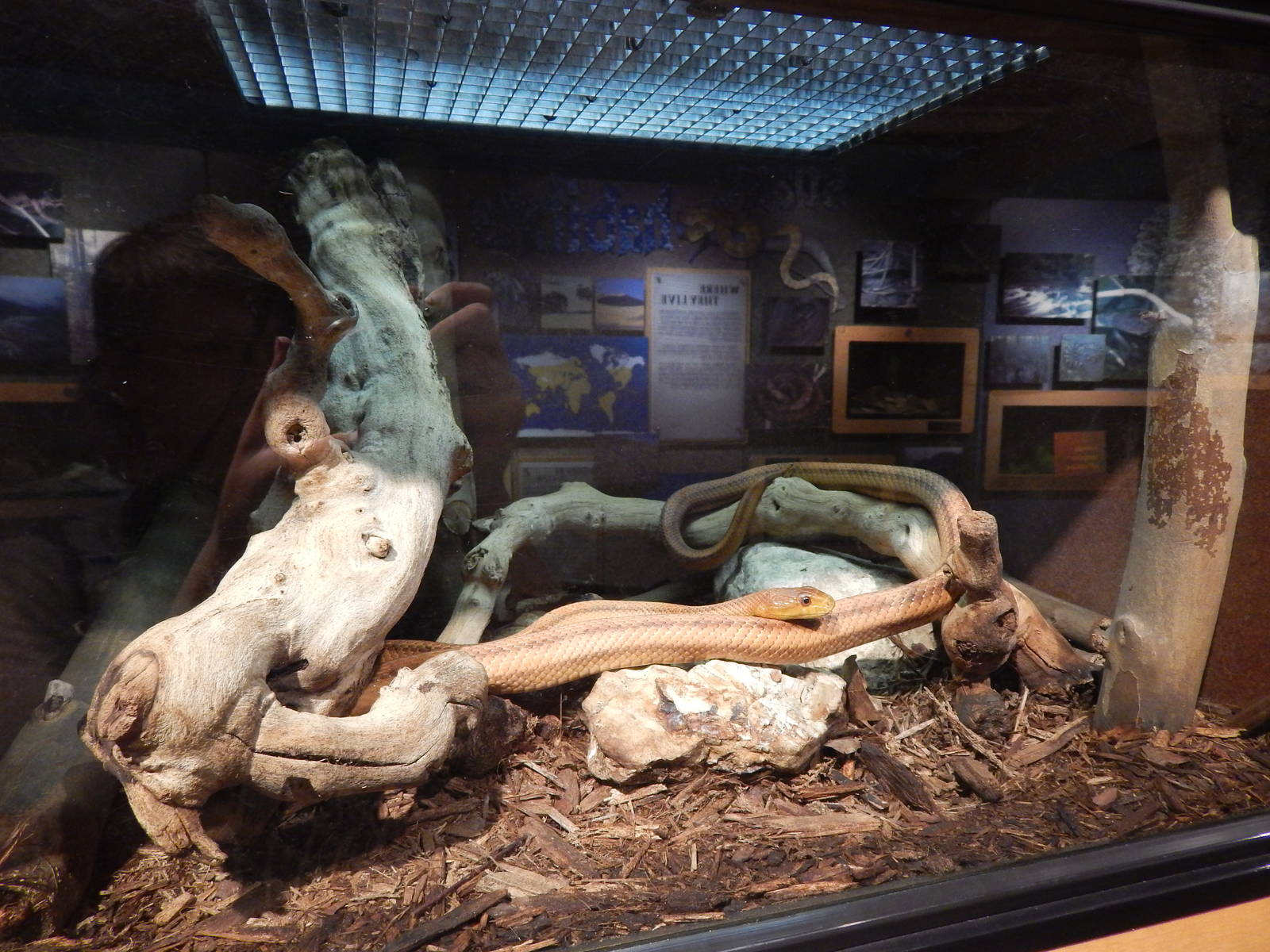 Jun. 2014 - Deserts - Everglades Rat Snake Exhibit