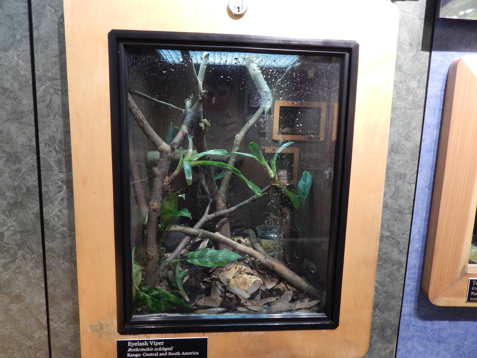 Jun. 2014 - Deserts - Eyelash Viper Exhibit