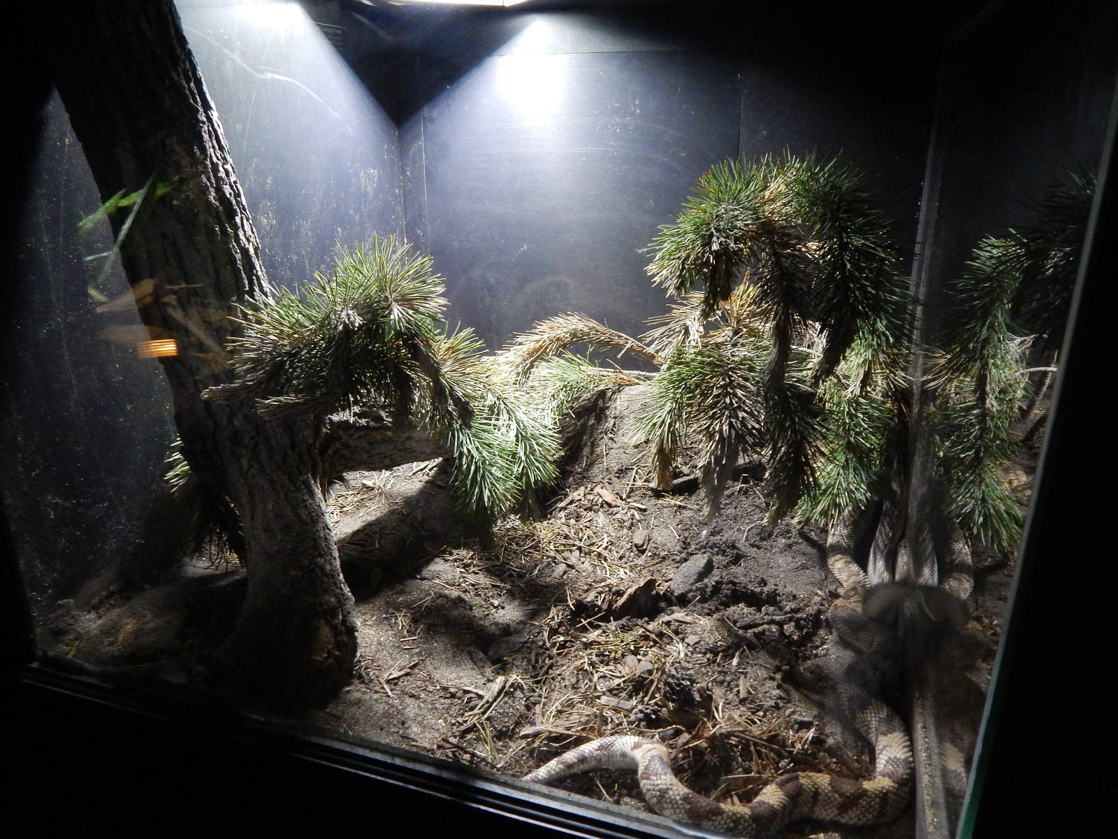 Jun. 2014 - Deserts - Florida Pine Snake