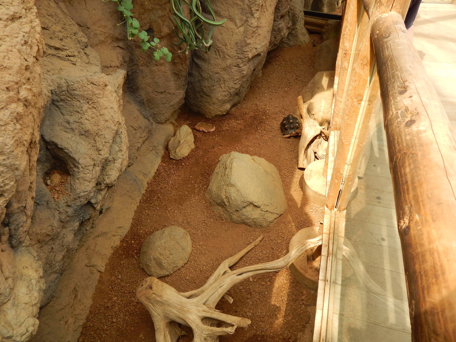 Jun. 2014 - Deserts - Great Plated Lizard + Rhinoceros Iguana + Radiated To