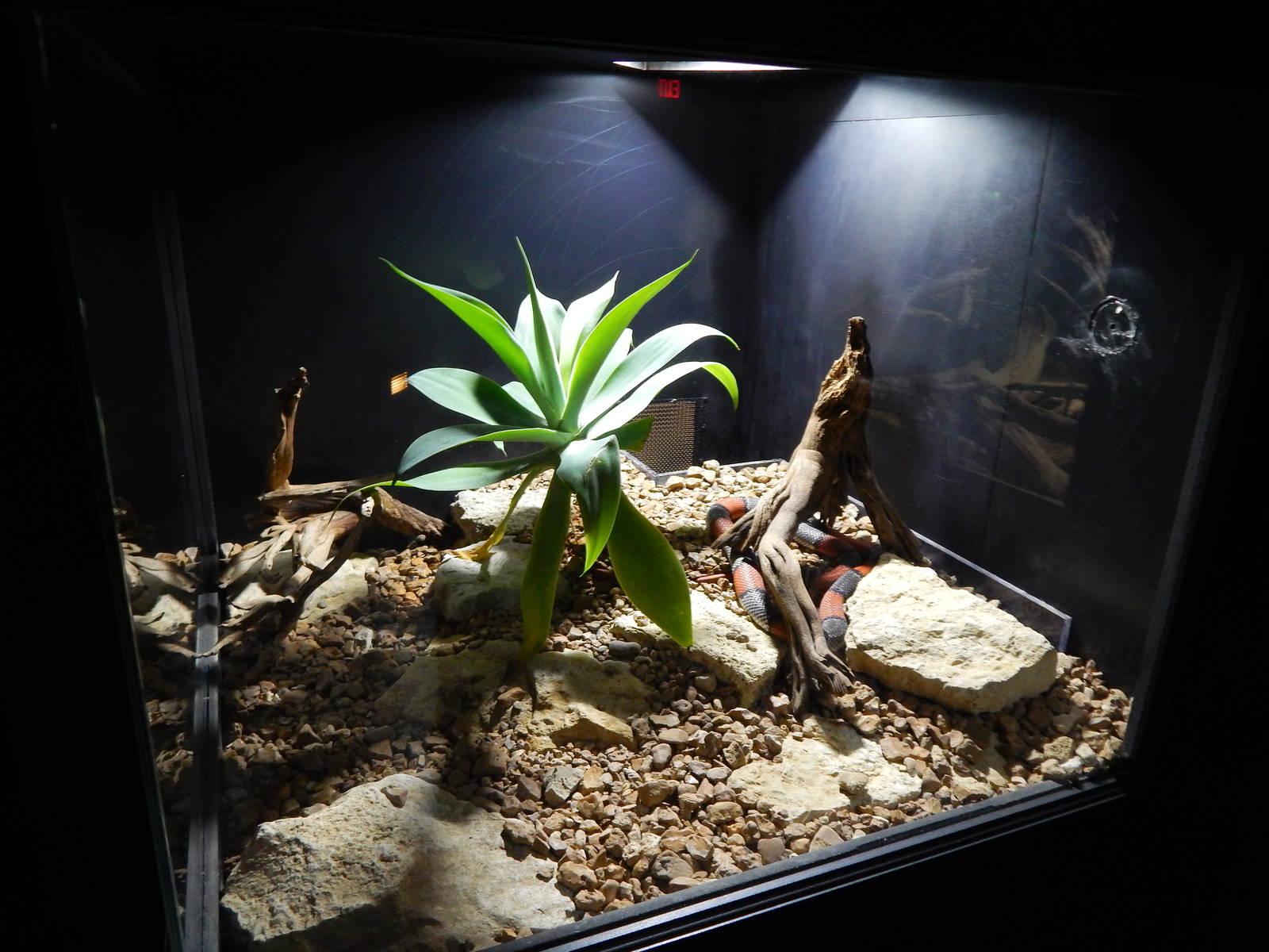 Jun. 2014 - Deserts - Grey-banded Kingsnake Exhibit