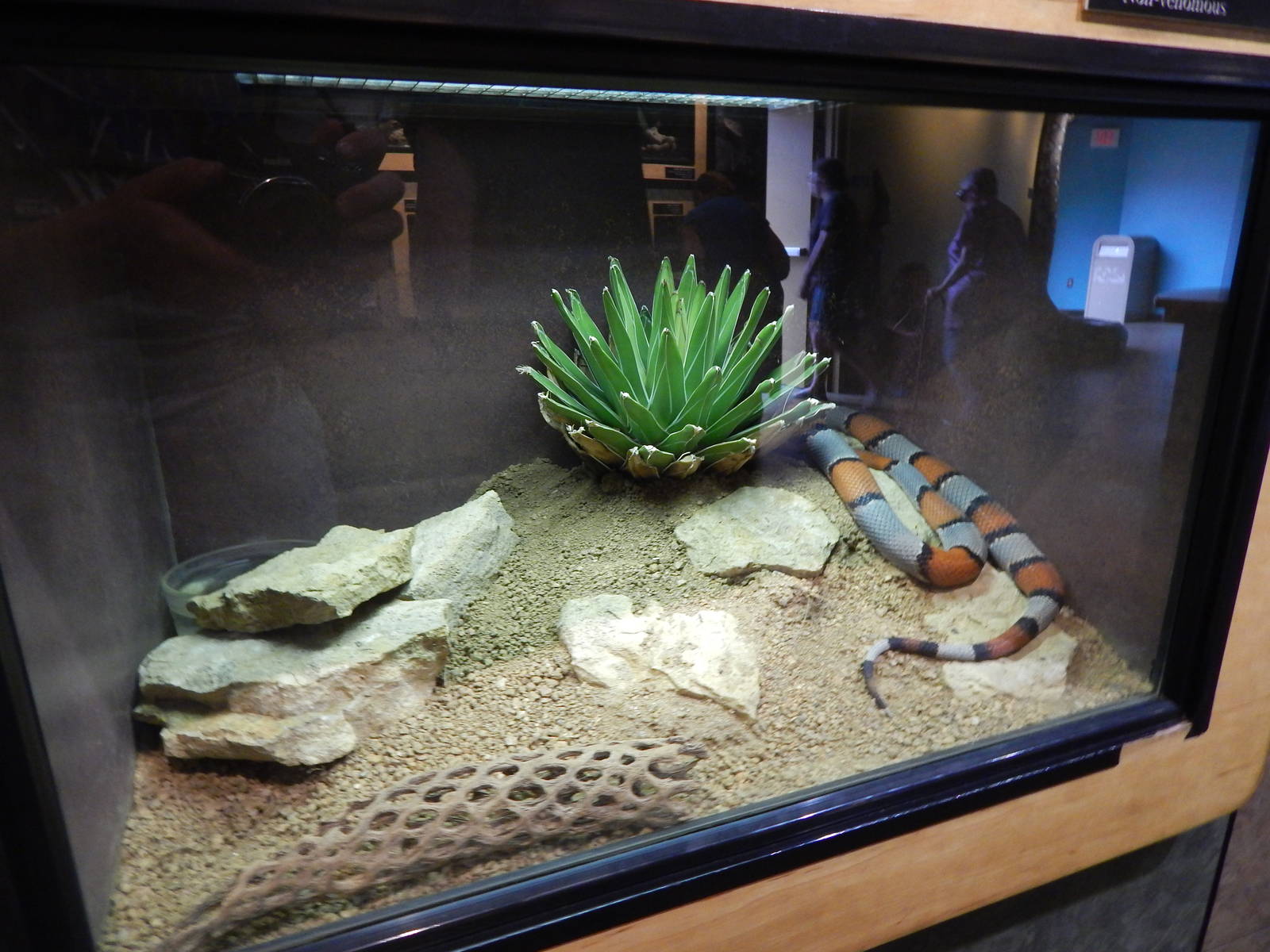 Jun. 2014 - Deserts - Grey-banded Kingsnake Exhibit