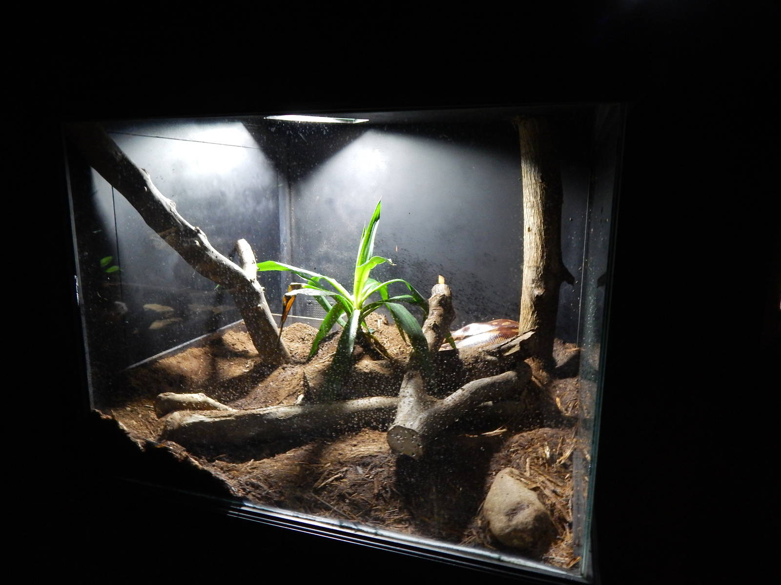Jun. 2014 - Deserts - Malaysian Blood Python Exhibit