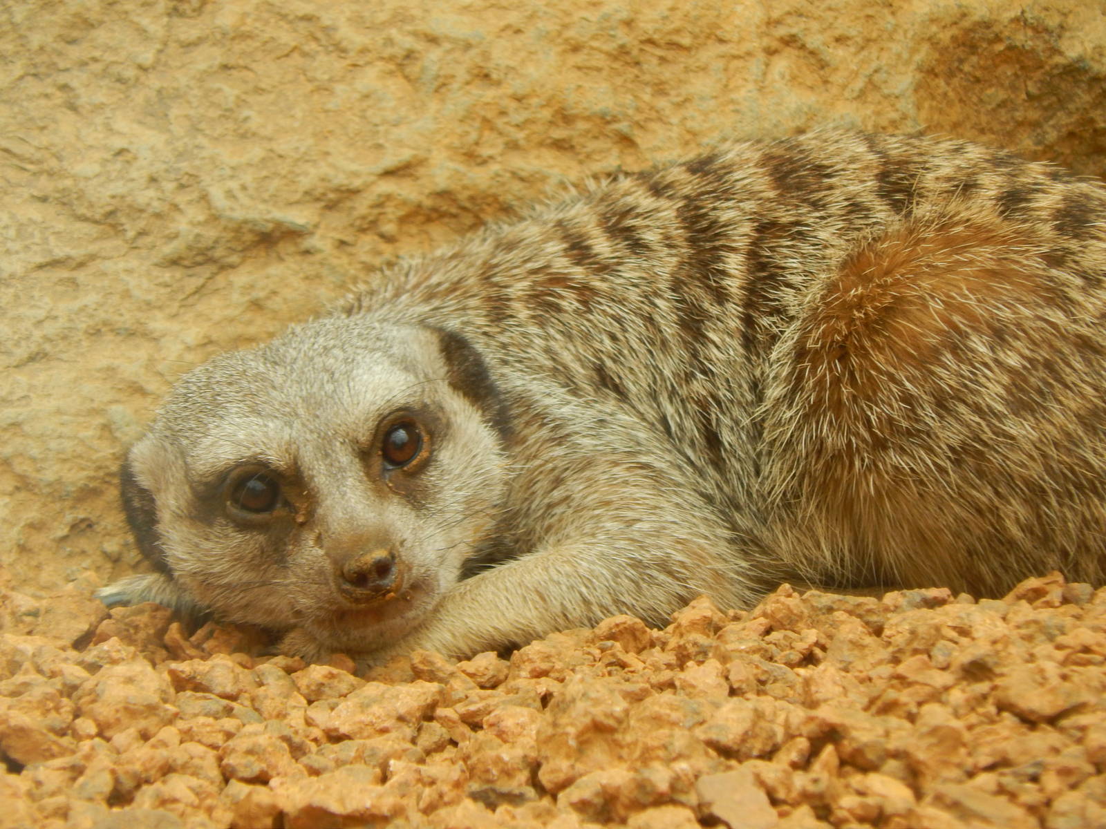 Jun. 2014 - Deserts - Meerkat