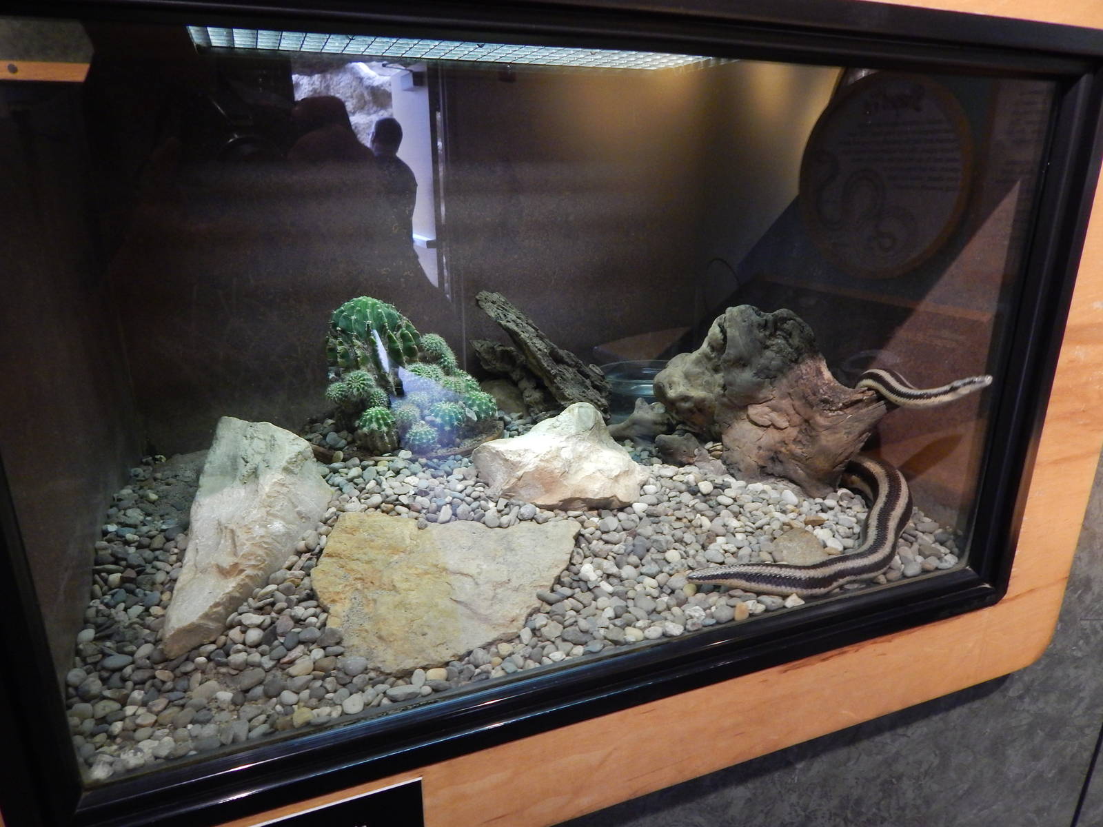 Jun. 2014 - Deserts - Mexican Rosy Boa Exhibit