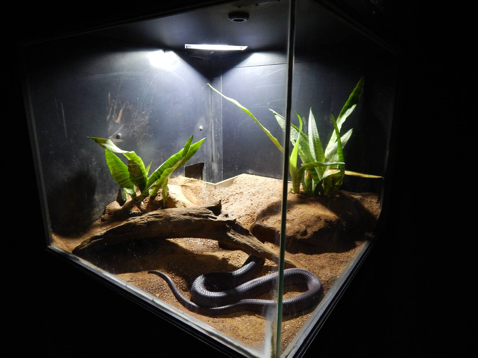 Jun. 2014 - Deserts - Red Spitting Cobra Exhibit