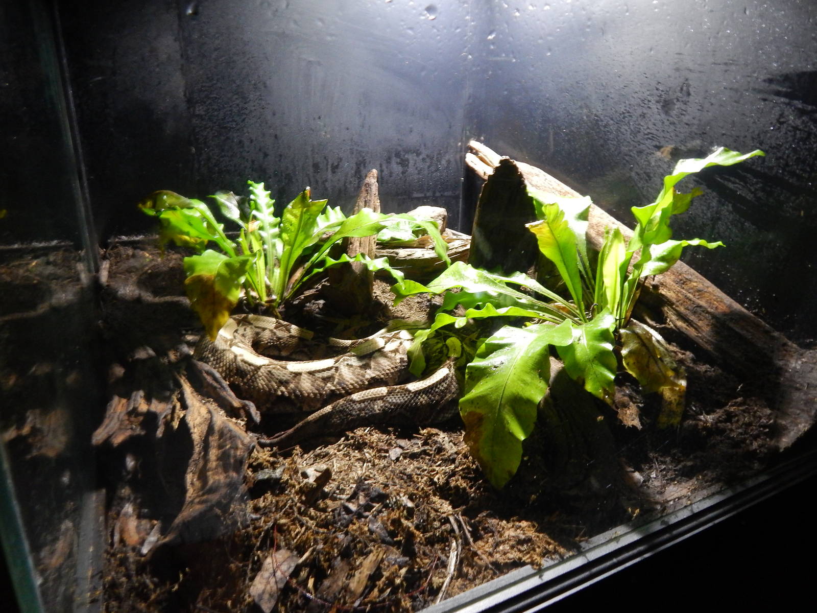 Jun. 2014 - Deserts - West African Gaboon Viper Exhibit