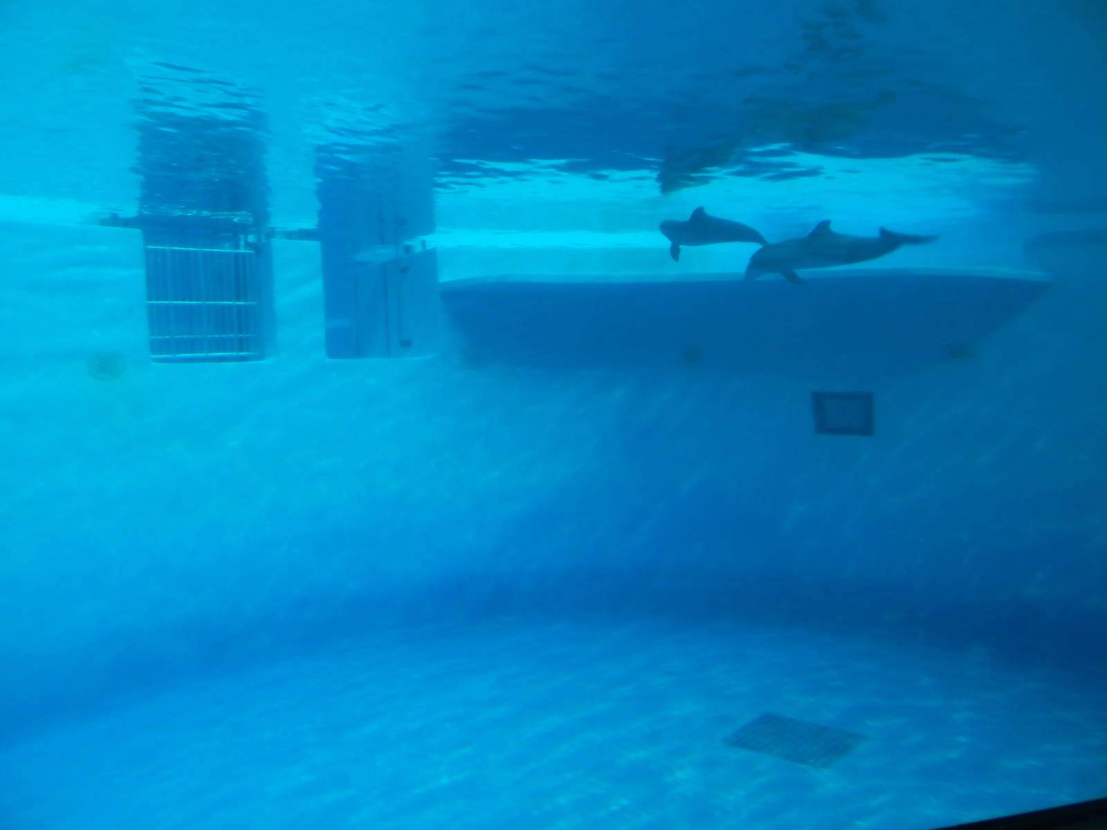 Jun. 2014 - Dolphin Underwater Dome