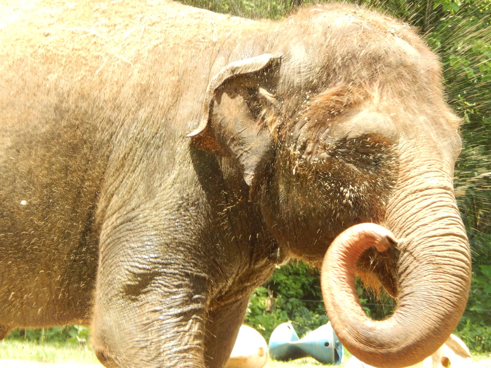 Jun. 2014 - Elephant Reserve - Jati Giving Herself a Bath