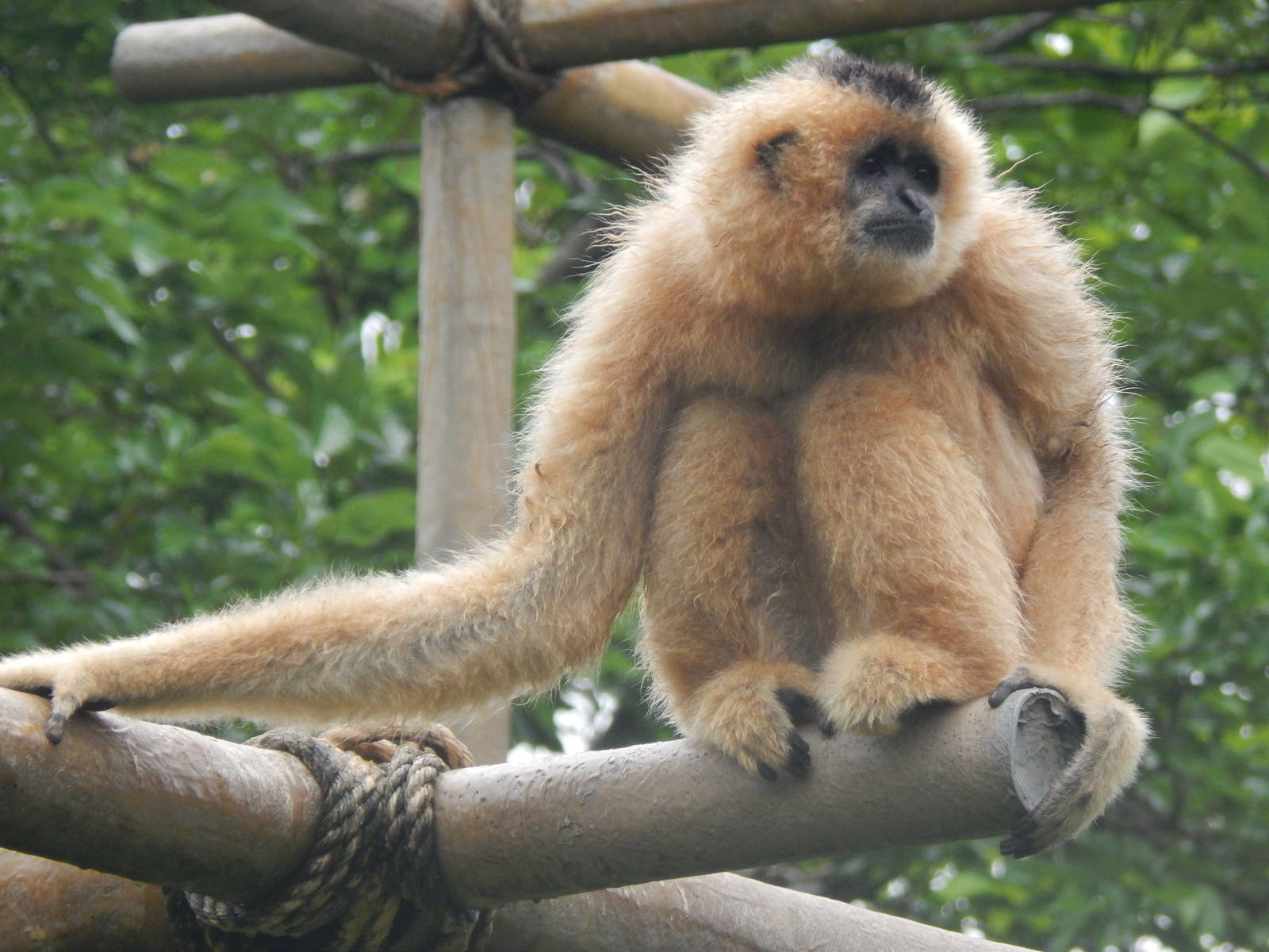 Jun. 2014 - Gibbon Islands - Buff-cheeked Gibbon