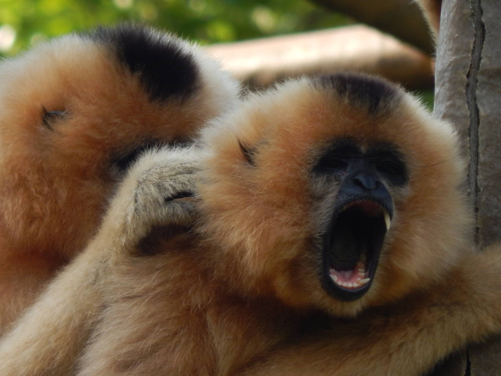 Jun. 2014 - Gibbon Islands - You're Pulling Too Hard!